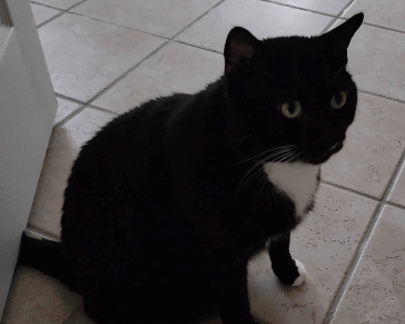 A Black And White Cat Is Sitting On A Tile Floor GIF