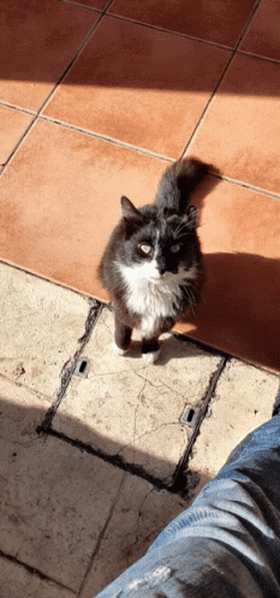 A Black And White Cat Is Sitting On A Tiled Floor GIF