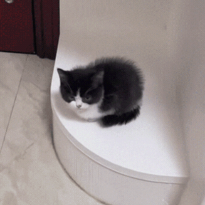 A Black And White Cat Is Sitting On A White Shelf GIF