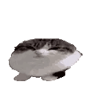 A Black And White Cat Is Sitting On A White Surface . Sticker