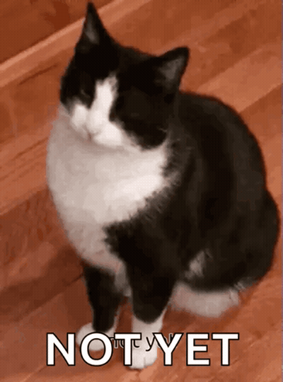 A Black And White Cat Is Sitting On A Wooden Floor With The Word Not Yet Written Below It GIF