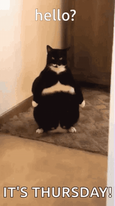 A Black And White Cat Is Standing In A Hallway With Its Arms Crossed And Says Hello ? It 'S Thursday GIF