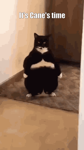 A Black And White Cat Is Standing In A Hallway With Its Arms Crossed And The Caption It 'S Cane 'S Time GIF