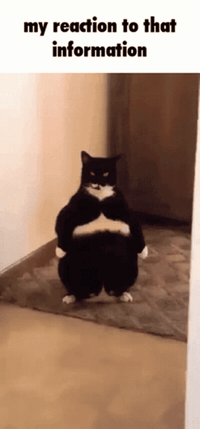 A Black And White Cat Is Standing In A Hallway With Its Arms Crossed GIF