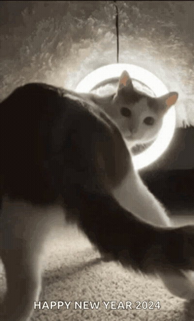 A Black And White Cat Is Standing In Front Of A Light With The Caption Happy New Year 2024 GIF