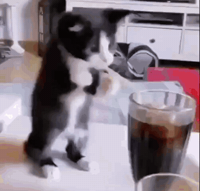 A Black And White Cat Is Standing Next To A Glass Of Cola . GIF