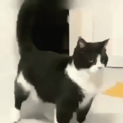 A Black And White Cat Is Standing Next To A Person . GIF