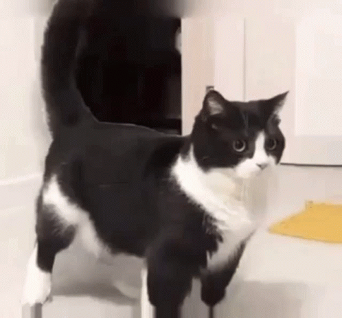 A Black And White Cat Is Standing On A Shelf In A Room . GIF