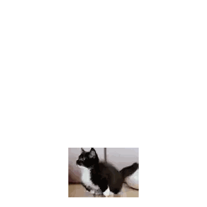 A Black And White Cat Is Standing On A Table With Its Tail Hanging Out . Sticker