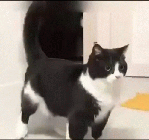 A Black And White Cat Is Standing On A Tiled Floor . GIF