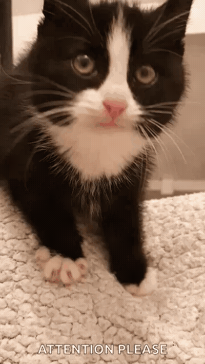 A Black And White Cat Is Standing On A White Carpet And Looking At The Camera . GIF