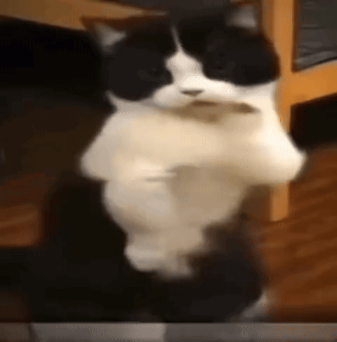 A Black And White Cat Is Standing On Its Hind Legs And Holding A Mouse In Its Paws . GIF