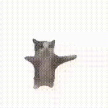A Black And White Cat Is Standing On Its Hind Legs . GIF