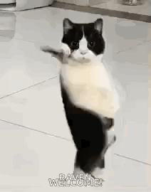 A Black And White Cat Is Standing On Its Hind Legs Holding A Roll Of Toilet Paper In Its Paws . GIF