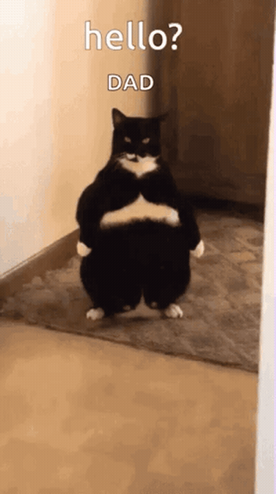 A Black And White Cat Is Standing On Its Hind Legs In A Hallway And Says `` Hello ? Dad '' . GIF