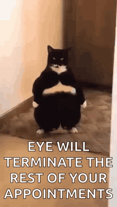 A Black And White Cat Is Standing On Its Hind Legs In A Hallway With The Caption Eye Will Terminate The Rest Of Your App GIF