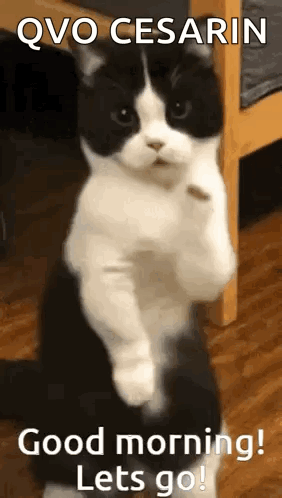 A Black And White Cat Is Standing On Its Hind Legs In A Room . GIF