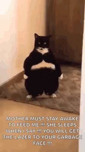 A Black And White Cat Is Standing On Its Hind Legs In A Room . GIF