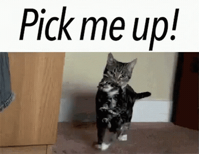 A Black And White Cat Is Standing On Its Hind Legs On A Carpet . GIF