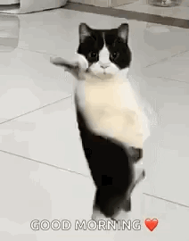 A Black And White Cat Is Standing On Its Hind Legs On A Tile Floor . GIF