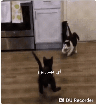 A Black And White Cat Is Standing On Its Hind Legs On A Wooden Floor In A Kitchen . GIF