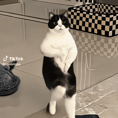 A Black And White Cat Is Standing On Its Hind Legs With A Tiktok Watermark GIF
