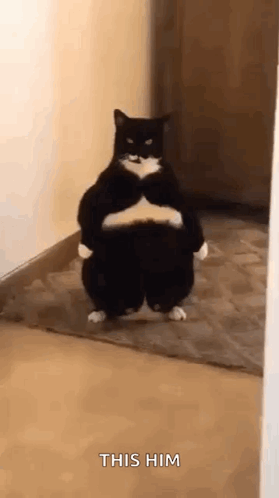 A Black And White Cat Is Standing On Its Hind Legs With Its Arms Crossed . GIF