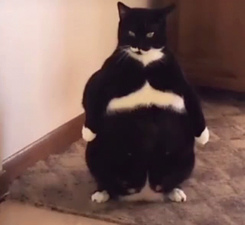 A Black And White Cat Is Standing On Its Hind Legs With Its Arms Crossed . GIF