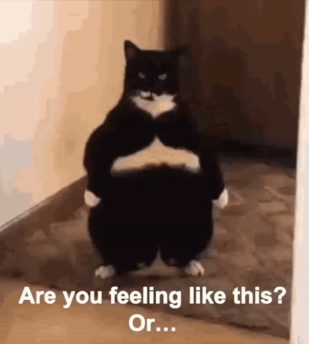 A Black And White Cat Is Standing On Its Hind Legs With Its Arms Outstretched And The Words Are You Feeling Like This Or GIF