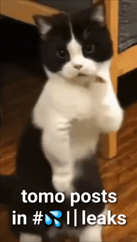 A Black And White Cat Is Standing On Its Hind Legs With The Words Tomo Posts In # Leaks Below It GIF