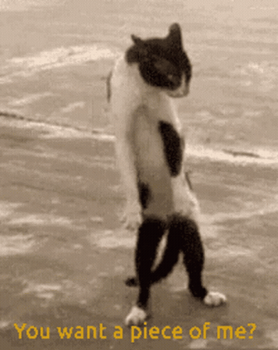 A Black And White Cat Is Standing On Its Hind Legs With The Words " You Want A Piece Of Me " Written Below It GIF