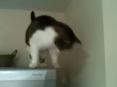 A Black And White Cat Is Standing On Top Of A Washer And Dryer . GIF