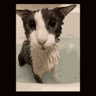 A Black And White Cat Is Taking A Bath GIF