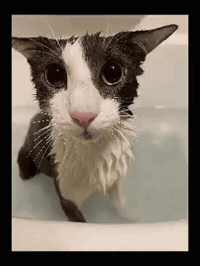 A Black And White Cat Is Taking A Bath GIF