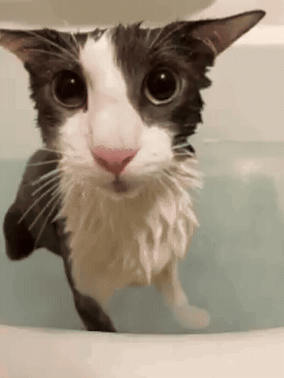 A Black And White Cat Is Taking A Bath And Looking At The Camera GIF