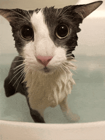 A Black And White Cat Is Taking A Bath In A Tub GIF