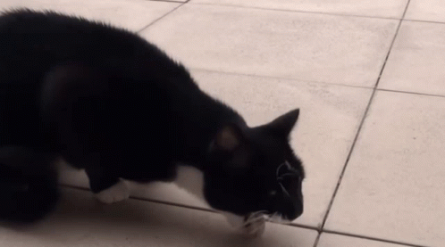 A Black And White Cat Is Walking On A Tile Floor GIF