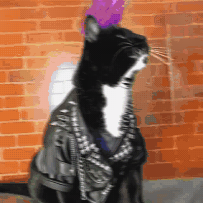 A Black And White Cat Is Wearing A Spiked Jacket GIF