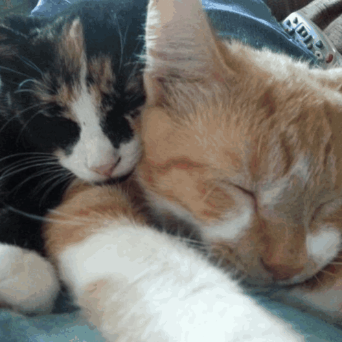 A Black And White Cat Laying Next To An Orange Cat With A Remote In The Background GIF