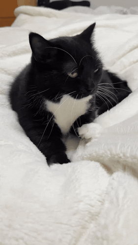 A Black And White Cat Laying On A Bed With A White Blanket GIF