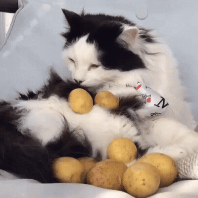 A Black And White Cat Laying On A Bed With Potatoes On Its Paws GIF