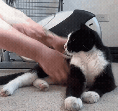 A Black And White Cat Laying On A Carpet Being Petted By A Person GIF