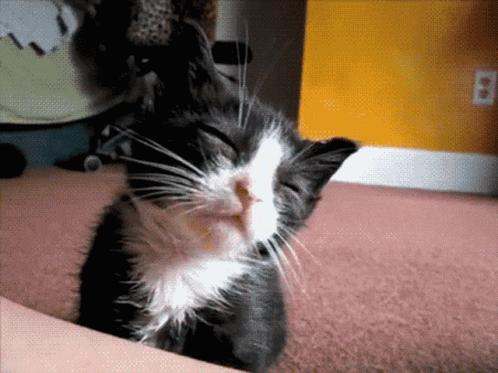 A Black And White Cat Laying On A Couch GIF