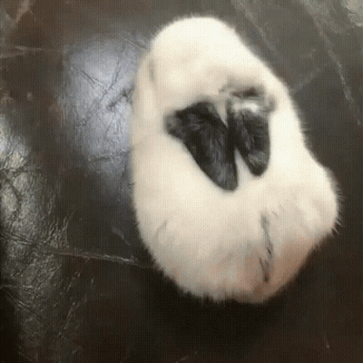 A Black And White Cat Laying On Its Back On A Black Surface GIF