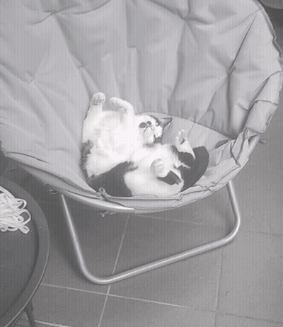 A Black And White Cat Laying On Its Back On A Chair GIF