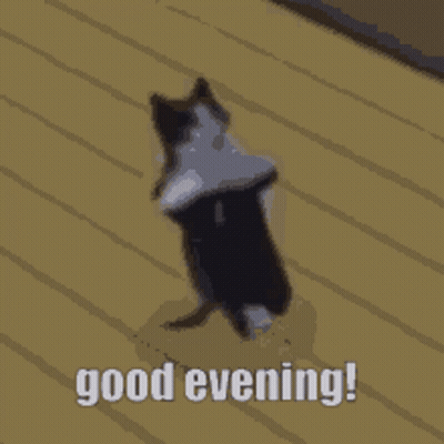A Black And White Cat Laying On Its Back On A Wooden Floor With The Words Good Evening Written Below It GIF