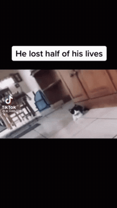 A Black And White Cat Laying On The Floor In A Living Room . GIF