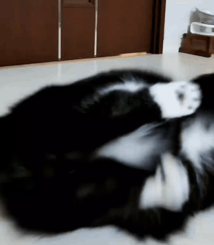 A Black And White Cat Laying On The Floor GIF