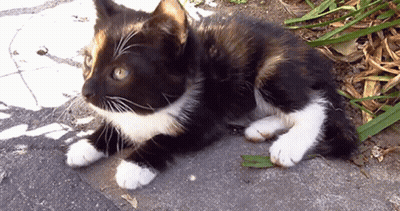 A Black And White Cat Laying On The Ground Looking At The Camera GIF