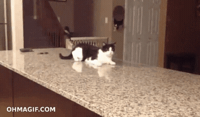 A Black And White Cat Laying On Top Of A Granite Counter Top With Ohmagif.com Written On The Bottom GIF